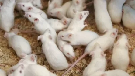 ՏԵՍԱՆՅՈՒԹ. «Կերե՛ք այս մկները, ոչ թե մուսուլմանների միսը». ինչ է կատարվել Թուրքիայի McDonalds–ում