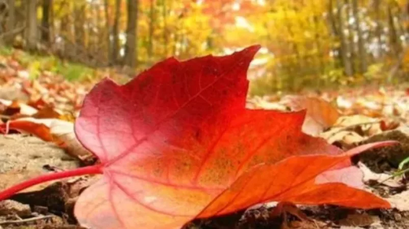 Առաջիկա օրերի եղանակը