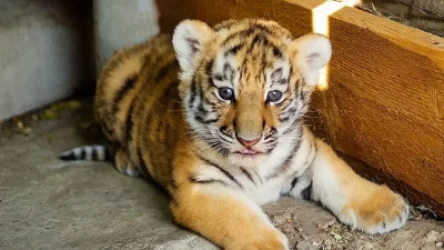 ՏԵՍԱՆՅՈՒԹ. Կարմիր գրքում գրանցված վագրի ձագին հայտնաբերել են ավտոճանապարհին