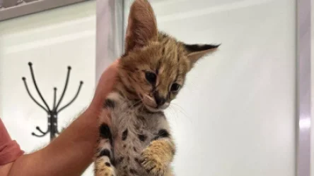 ՏԵՍԱՆՅՈՒԹ. ՌԴ-ում ամերիկացին փորձել է գողանալ կարմիր գրքում գրանցված կատվին