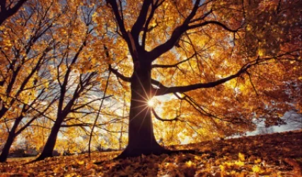 Ինչ եղանակ սպասել առաջիկա օրերին