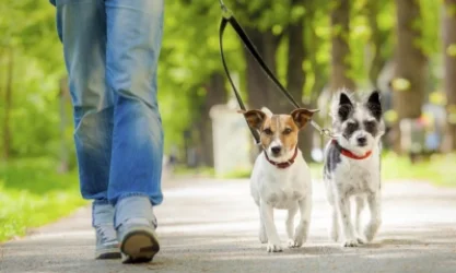 Երևանում շների զբոսանքի համար վայրեր կհատկացվեն. որոնք են նախատեսված հասցեները