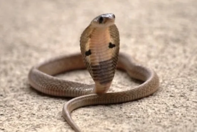 Տղամարդը կոբրա է գցել կնոջ և դստեր ննջասենյակ՝ ապահովագրության գումար ստանալու համար