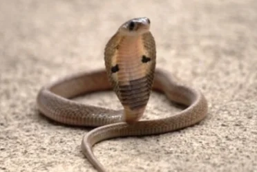 Տղամարդը կոբրա է գցել կնոջ և դստեր ննջասենյակ՝ ապահովագրության գումար ստանալու համար