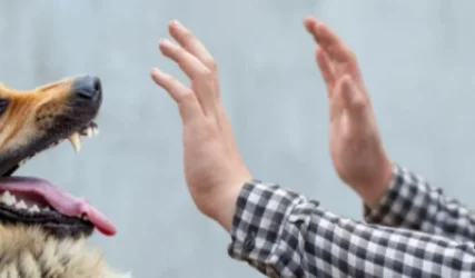 Երեխայի սիրտը վախից է ճաքել է. Սուրենավանի դպրոցի փոխտնօրենը՝  շների հարձակումից 7-ամյա երեխայի մահվան դեպքի մասին