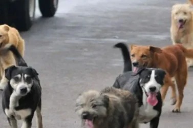 Շներից փախնելով՝ 7-ամյա տղան ընկել, գլուխը հարվածել է եզրաքարին. ՔԿ-ն՝ Սուրենավանի դժբախտ դեպքի մասին