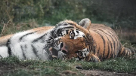 ԼՈՒՍԱՆԿԱՐՆԵՐ․ Երևանի կենդանաբանական այգու ամուրյան վագր Շական