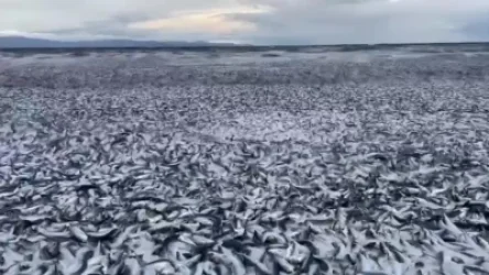 ՏԵՍԱՆՅՈՒԹ․ Հարյուր հազարավոր ձկներ ափ են նետվել․ Ճապոնիա