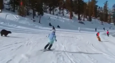 ՏԵՍԱՆՅՈՒԹ․ Այնքան արագ անցավ՝ մարդիկ անմիջապես չհասկացան․ արջը՝ սահող դահուկորդների մեջ