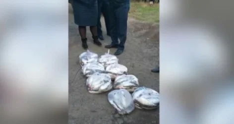 ՏԵՍԱՆՅՈՒԹ․ Ապօրինի ձկնորսության դեպքեր են բացահայտվել