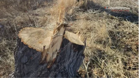 ԼՈՒՍԱՆԿԱՐՆԵՐ. Երևան-Սևան ճանապարհի Չարենցավանի հատվածում մեծ թվով հսկայական բարդիներ են հատվել