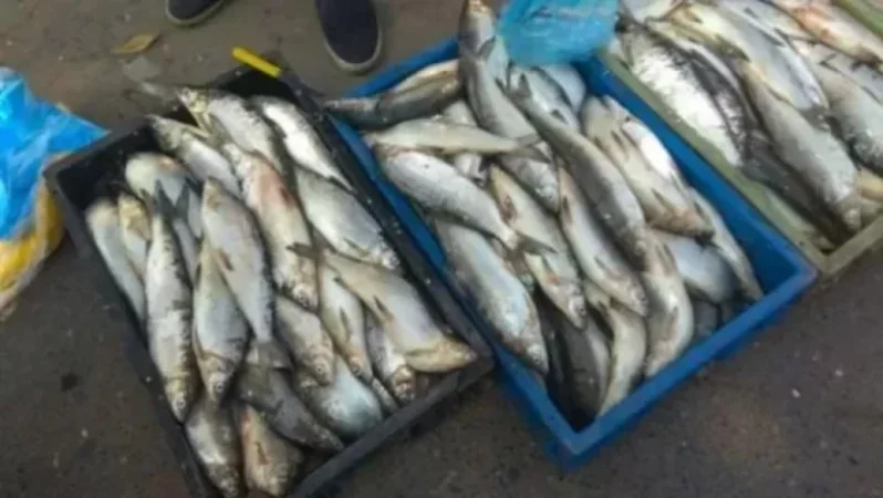 Հայտնաբերվել է մեծ քանակությամբ ապօրինի որսած սիգ տեսակի ձուկ