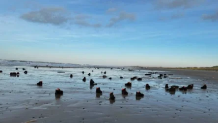 ՏԵՍԱՆՅՈՒԹ․ Դանիայի լողափերում հազարավոր կոշիկներ են նետվել․ մանրամասներ