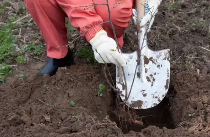 Մատի հաստության ծառեր տնկելու ժամանակ Երևանն այլևս չունի․ Բեգոյան