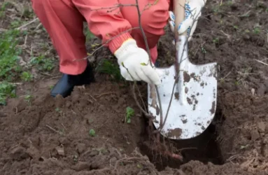 Մատի հաստության ծառեր տնկելու ժամանակ Երևանն այլևս չունի․ Բեգոյան