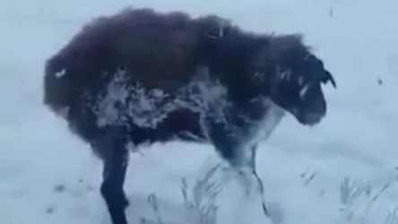 ՏԵՍԱՆՅՈՒԹ․ Ռեկորդային -80° Յակուտիայում․ կենդանիները սառույցի են վերածվում