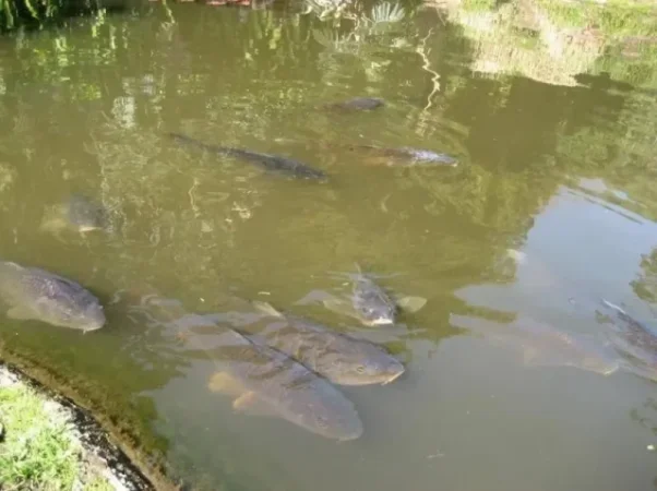 Արարատի ձկնաբուծարաններում ինֆեկցիոն հիվանդություն է հայտնաբերվել