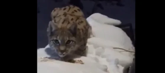 ՏԵՍԱՆՅՈՒԹ․ Լուսանը Ջերմուկում մոտեցել է մարդկանց պատուհանին