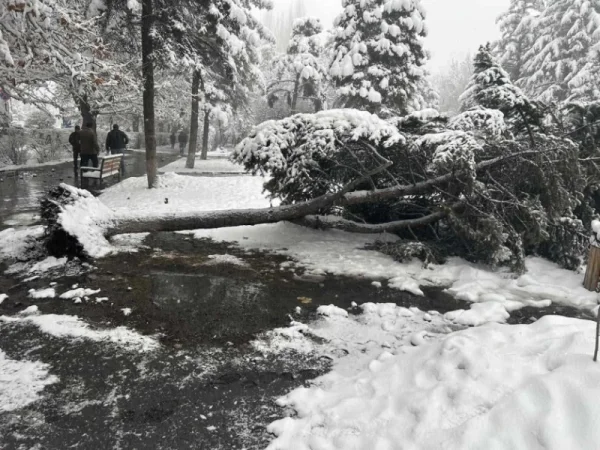 ԼՈՒՍԱՆԿԱՐՆԵՐ. Գերհասուն ծառերը ձնից տապալվել են