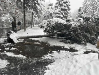 ԼՈՒՍԱՆԿԱՐՆԵՐ. Գերհասուն ծառերը ձնից տապալվել են