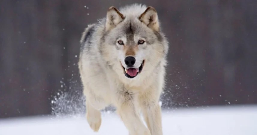 ԼՈՒՍԱՆԿԱՐՆԵՐ. Գիշերը Հրազդանում գայլեր են նկատվել