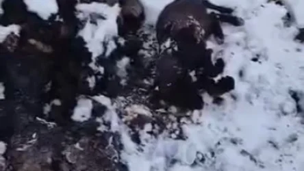 21+ ՏԵՍԱՆՅՈՒԹ․ Զովունիում շան ձագերին վառել են