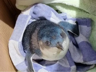 Պինգվինը ներխուժել է օդանավակայան և հետաձգել թռիչքը