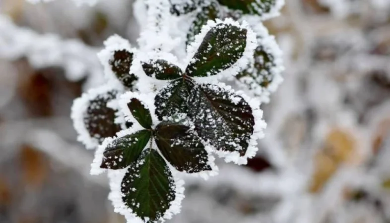 Եղանակը՝ Հայաստանում