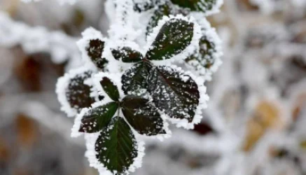 Եղանակը՝ Հայաստանում