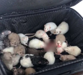 25 առնետներով ճամպրուկ են գտել. ՌԴ