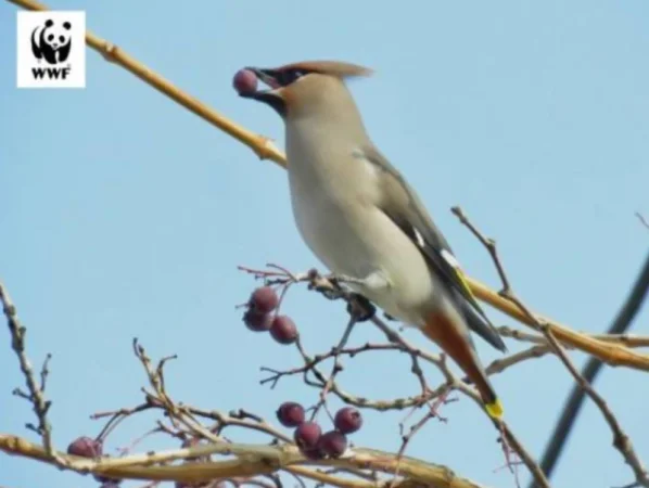 Այս տարվա ձմեռը եզակի է, Հայաստանի տարբեր մարզերում սրնգահավեր են նկատվել