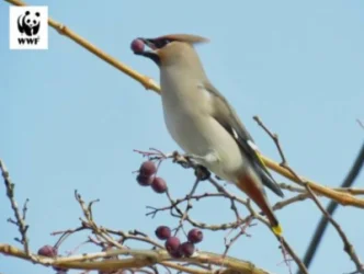 Այս տարվա ձմեռը եզակի է, Հայաստանի տարբեր մարզերում սրնգահավեր են նկատվել
