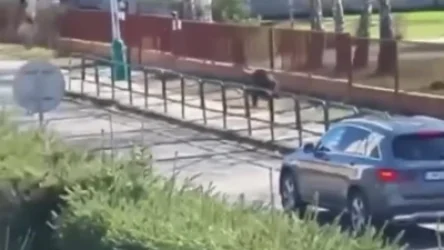 ՏԵՍԱՆՅՈՒԹ. Ինչպես է արջը հարձակվում մարդկանց վրա. կան տուժածներ. Սլովակիա