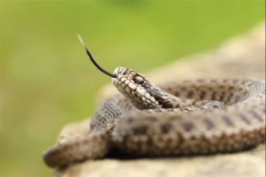 Սպիտակում օձի խայթոցից երեխաներ են հոսպիտալացվել