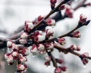Ջերմաստիճանի կտրուկ նվազման ֆոնին ծաղկած պտղատուների համար վտանգավոր ցուցանիշներ չեն գրանցվել