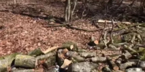 ՏԵՍԱՆՅՈՒԹ. «Դիլիջան» ազգային պարկում կտրում են վերջին հաստաբուն ծառերը. «Բնապահպանի տուն»