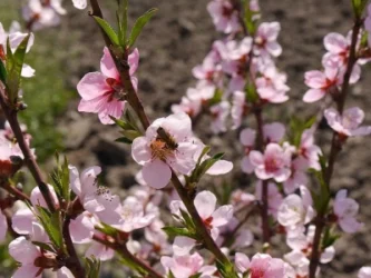 Դեղձենու մասսայական ծաղկում Արարատյան դաշտում՝ ժամկետից շուտ