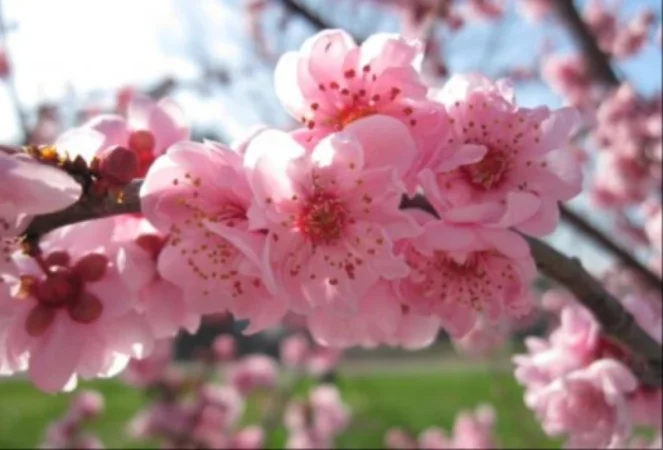 Ինչ եղանակ սպասել առաջիկայում