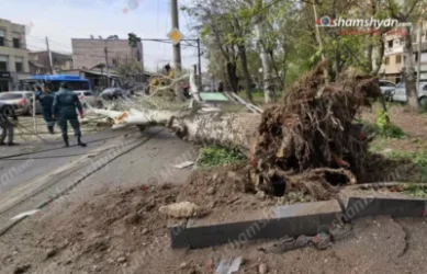 Հսկայական բարդին արմատից պոկվել ու տապալվել է