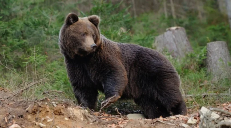 Ինչո ՞ւ է  արջը հոշոտել 33-ամյա տղամարդուն. համայնքի ղեկավարը նոր մանրամասներ է ներկայացրել