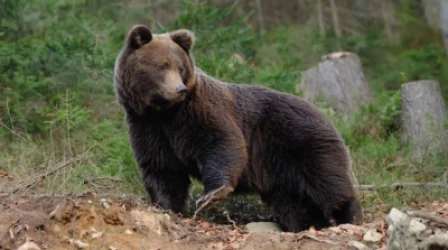 Ինչո ՞ւ է  արջը հոշոտել 33-ամյա տղամարդուն. համայնքի ղեկավարը նոր մանրամասներ է ներկայացրել