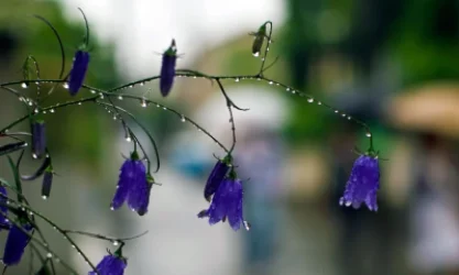 Օդի ջերմաստիճանը կշարունակի բարձրանալ․ սպասվում է անձրև