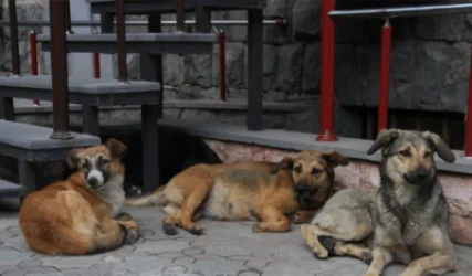 ԱԺ հանձնաժողովը հավանություն տվեց կենդանիների նկատմամբ պատասխանատու վերաբերմունքի մասին օրենքին