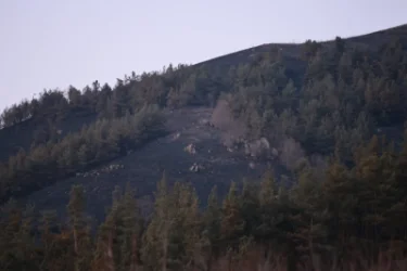 Հրդեհների հետևանքով բազմաթիվ վայրի կենդանիներ լքել են իրենց բնական միջավայրը և կարող են հայտնվել համայնքներին կամ բնակելի հատվածներին մոտ