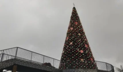 Ապարանում հերքել են տոնածառի տապալման մասին լուրերը