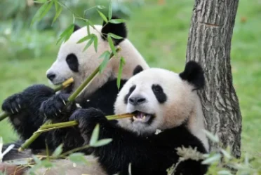 Ճապոնիան կկորցնի բոլոր պանդաներին կենդանաբանական այգիներում