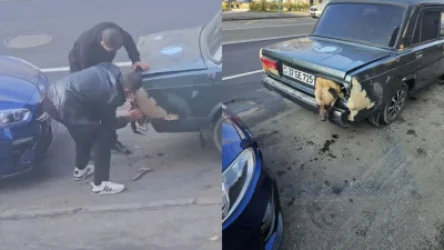 Շանը փակել են բեռնախցիկում․ օդի խիստ պակասից՝ կենդանին կոտրել է լուսարձակը․ մանրամասներ