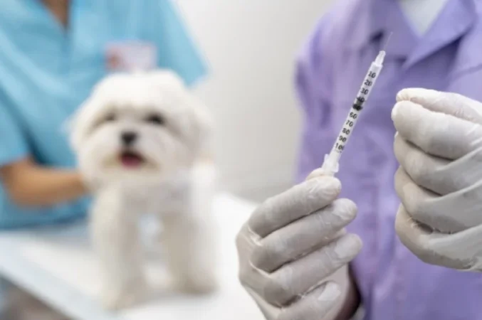 Ստերջացված, կատաղության դեմ պատվաստված շները կկրեն կանաչ տարբերանշաններ