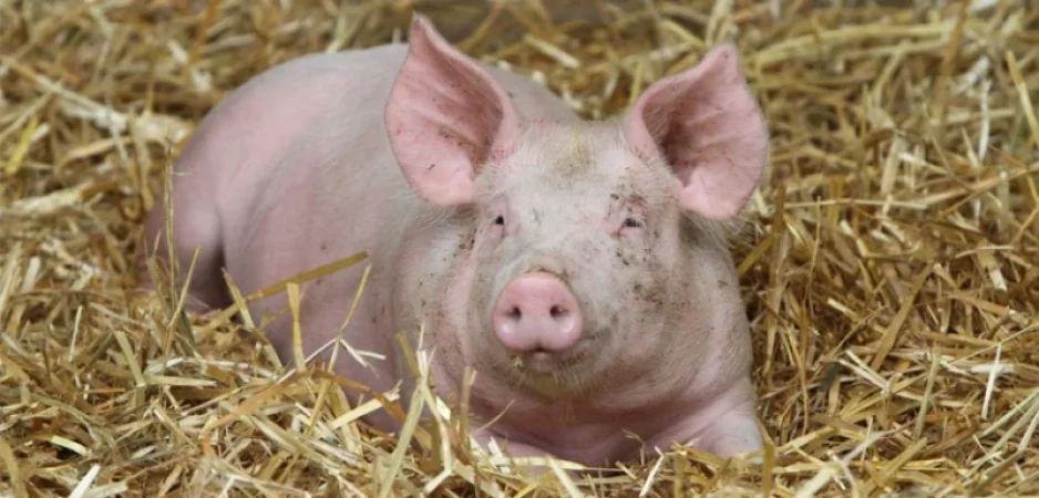 Մարդուն կփոխպատվաստեն խոզի օրգաններ․ նոր նախագիծ Ռուսաստանում