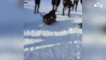 Հայտնաբերվել են շնամարտ կազմակերպած տղամարդիկ